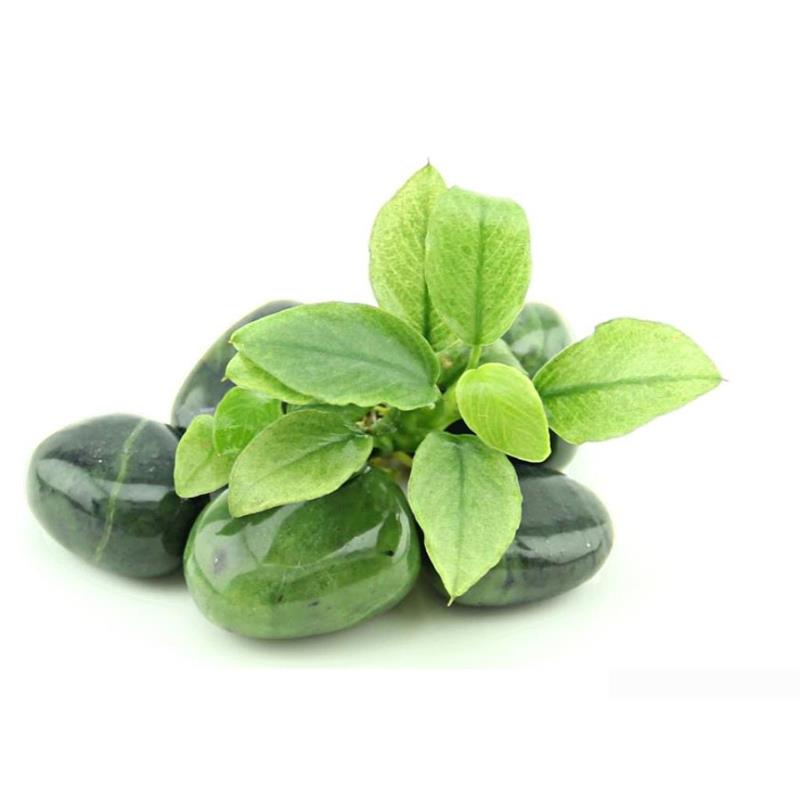 Planta acvariu Anubias nana Jade Dennerle - imagine 4